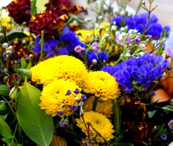 Flower Yellow Plant Floristry photo