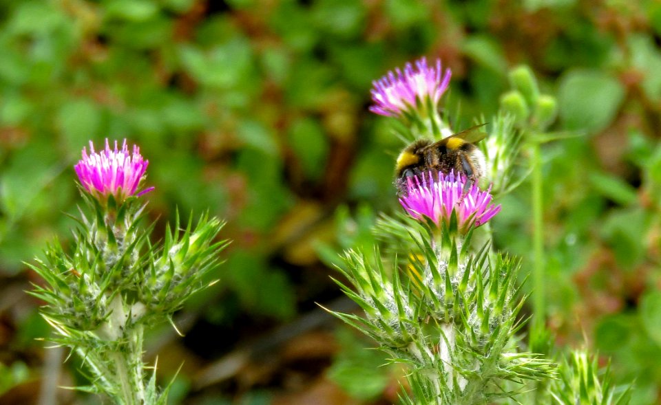 Silybum Thistle Noxious Weed Plant
