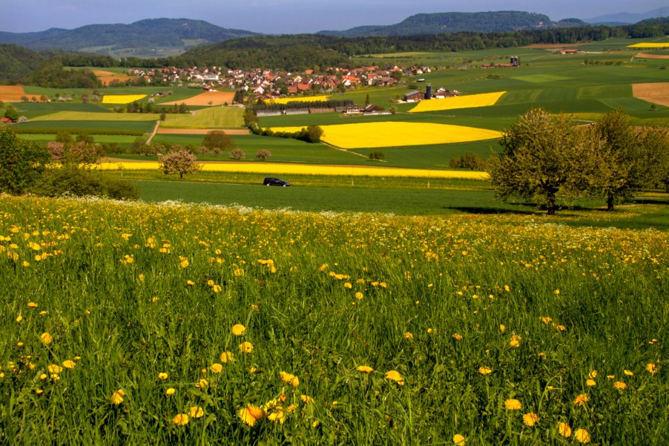 Grassland Field Yellow Meadow