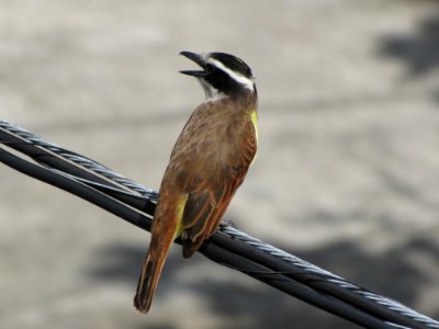 Bird Fauna Beak Wildlife photo