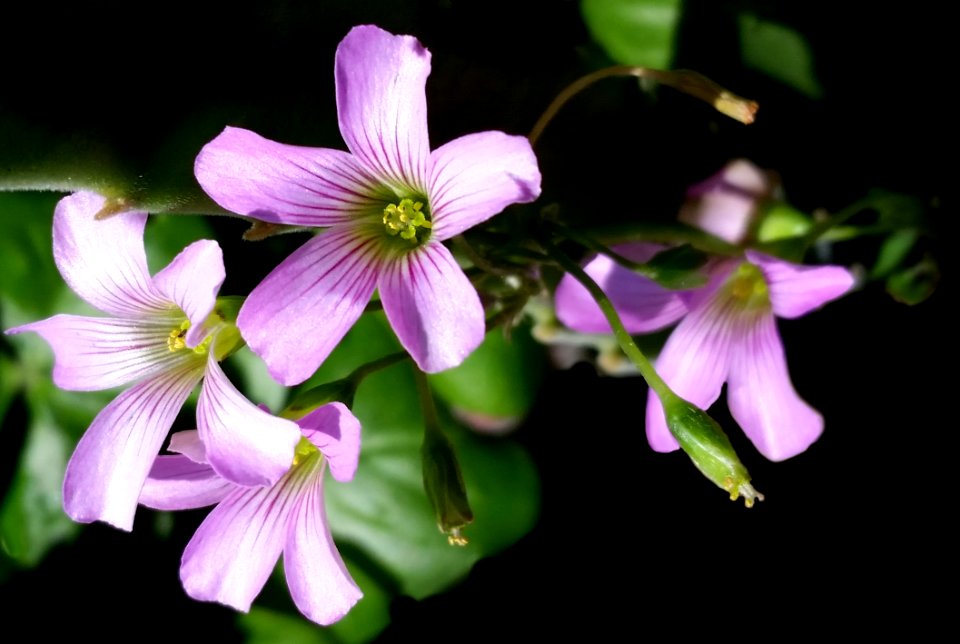 Flower Flora Plant Wildflower