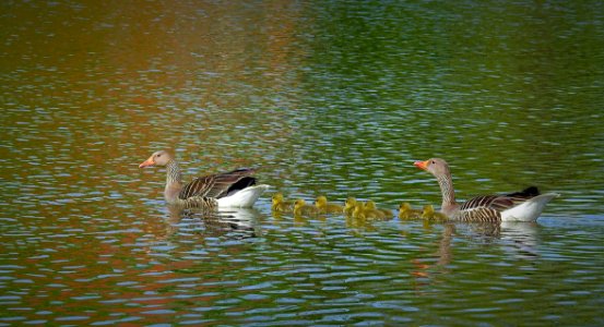 Bird Water Fauna Ecosystem photo