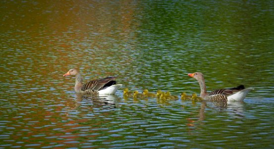 Bird Water Fauna Ecosystem