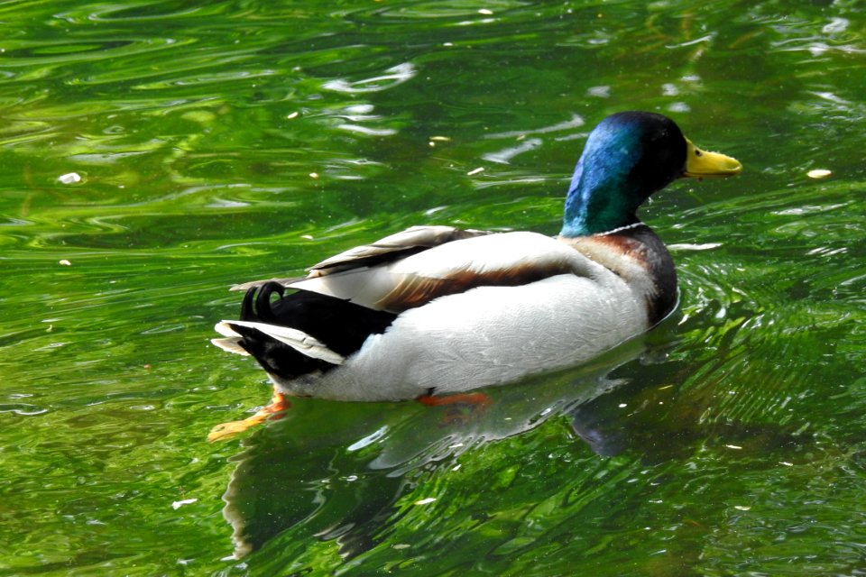 Duck Bird Water Mallard
