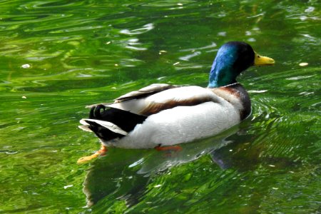 Duck Bird Water Mallard photo