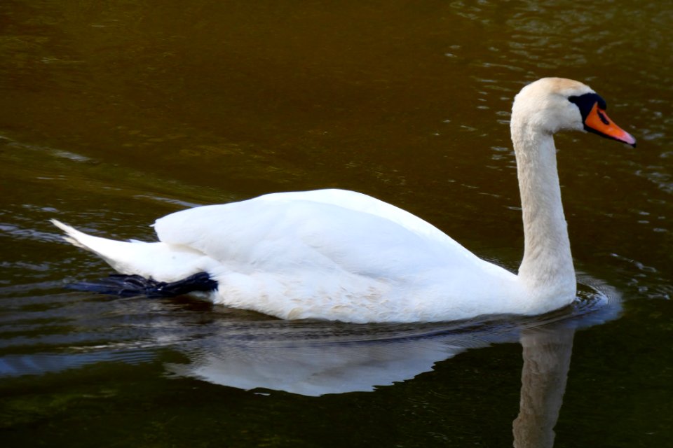 Swan Bird Water Bird Ducks Geese And Swans