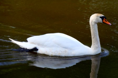 Swan Bird Water Bird Ducks Geese And Swans