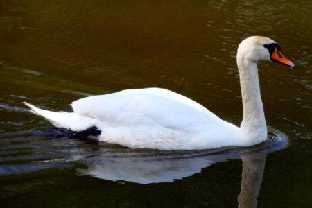 Swan Bird Water Bird Ducks Geese And Swans photo