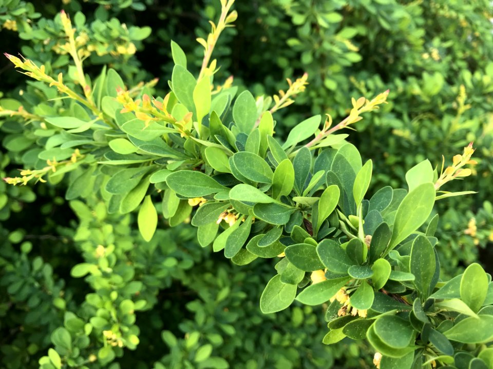 Plant Leaf Subshrub Evergreen