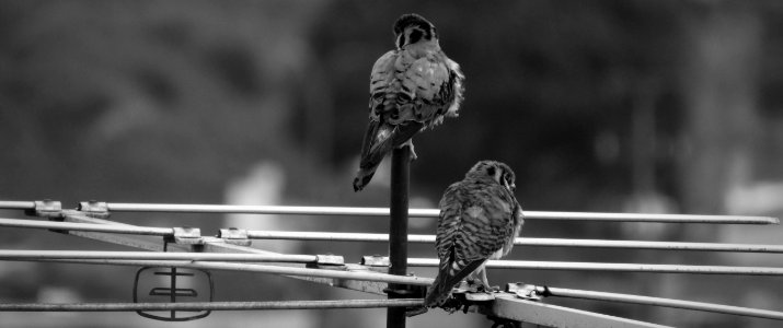 Black And White Monochrome Photography Bird Beak photo