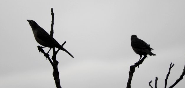 Bird Fauna Beak Black And White photo