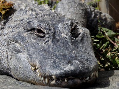 Crocodilia Alligator American Alligator Crocodile