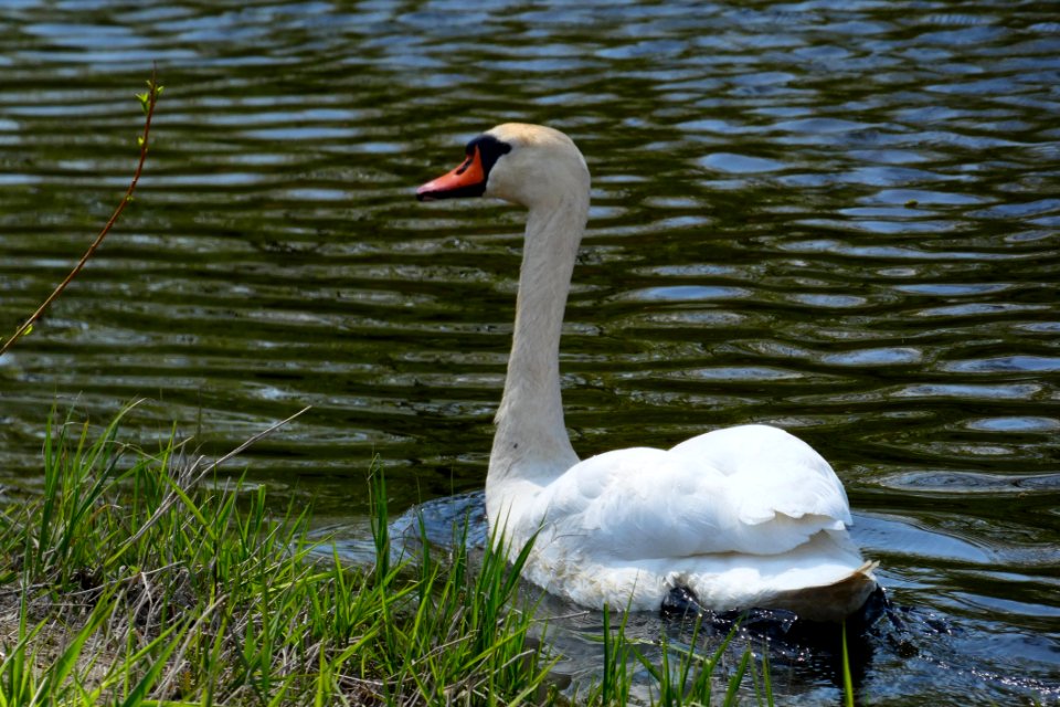 Bird Swan Water Bird Ducks Geese And Swans photo