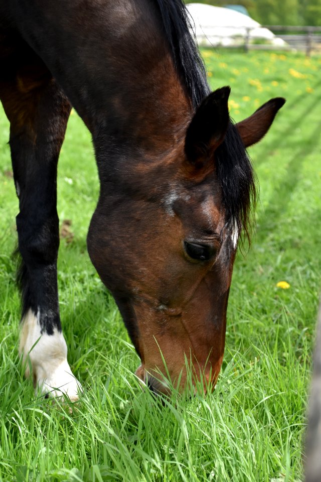 Horse Bridle Halter Grazing