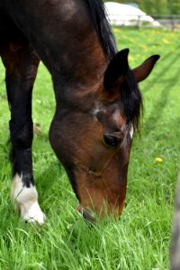 Horse Bridle Halter Grazing