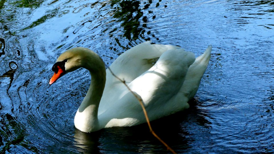 Swan Bird Water Bird Beak