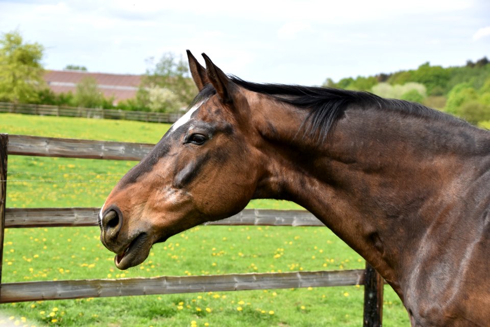 Horse Bridle Mane Halter