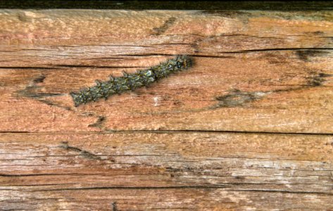 Wood Trunk Wall Lumber photo