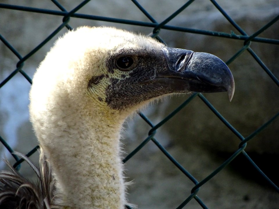 Beak Fauna Bird Of Prey Close Up