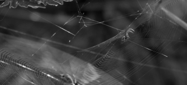 Spider Web Black Black And White Monochrome Photography