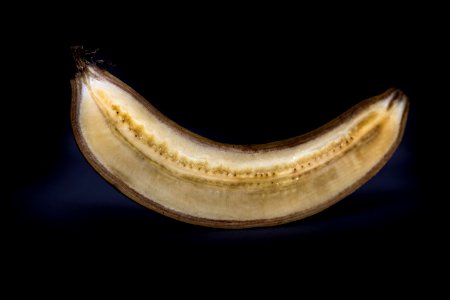 Close Up Banana Family Banana Jaw