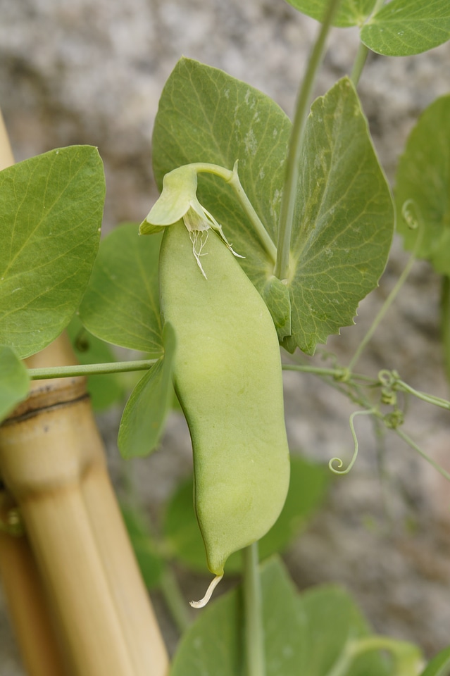 Grow vegetables green