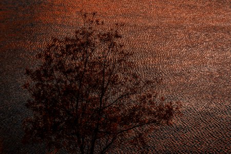 Tree Painting