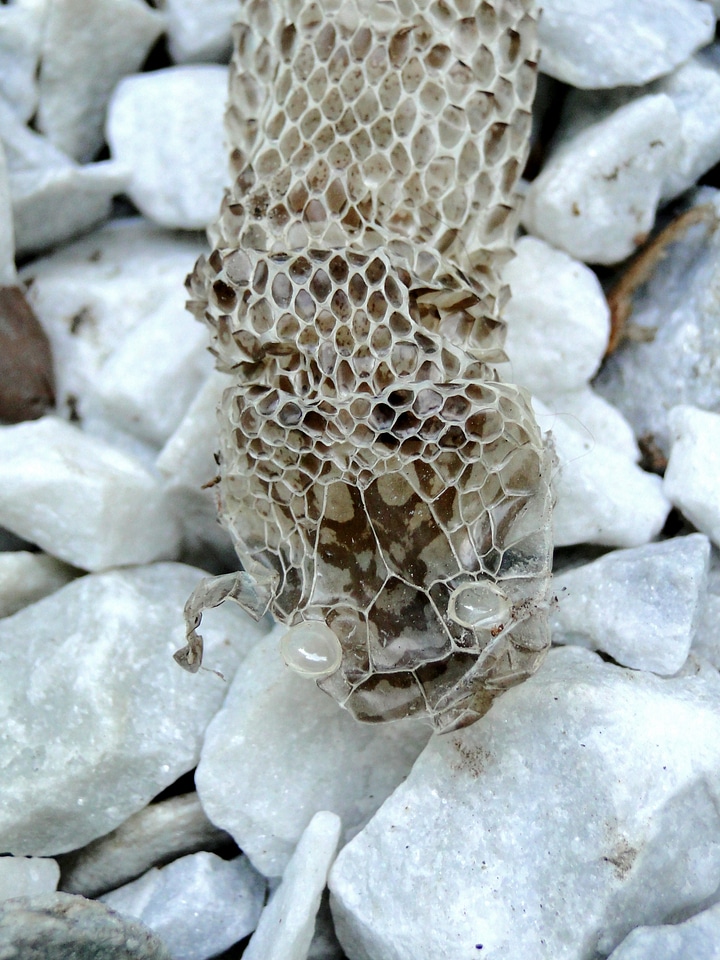 Animals wildlife reptile