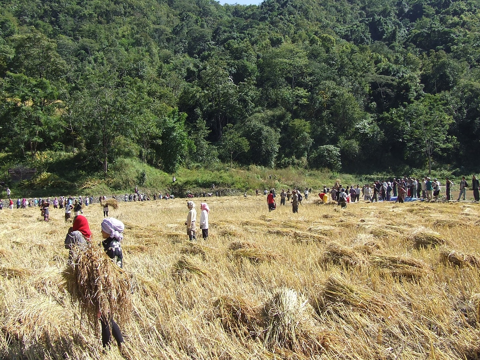 Wheat paddy cereals
