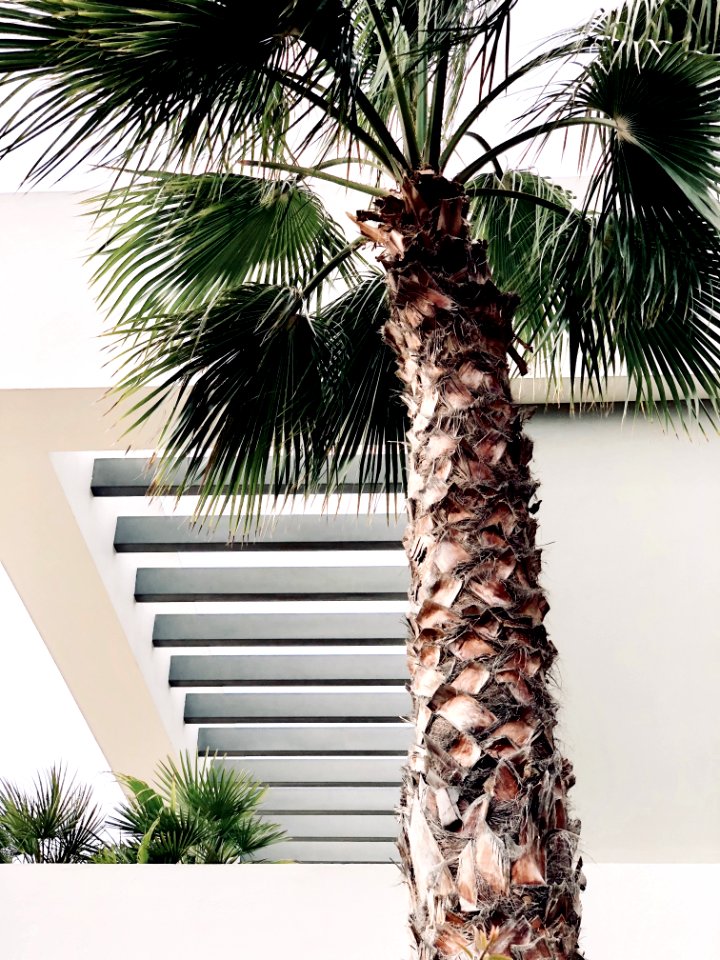 Photo Of Palm Tree
