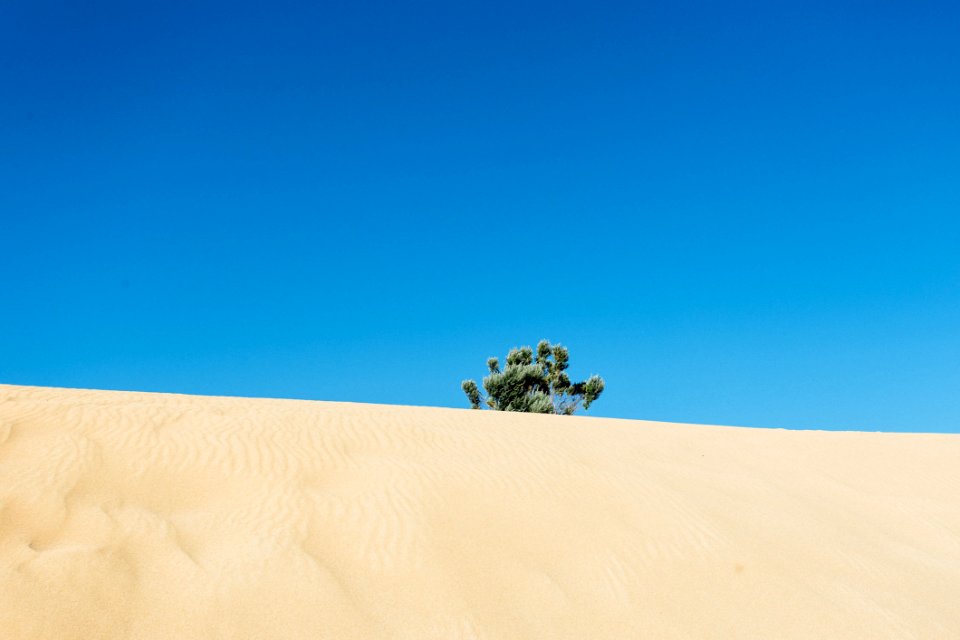 Green Leafed Tree In The Middle Of Desert photo