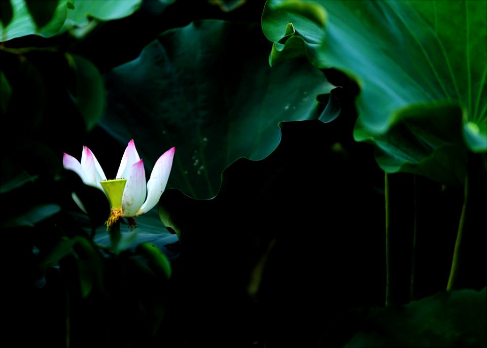 White Petaled Flower