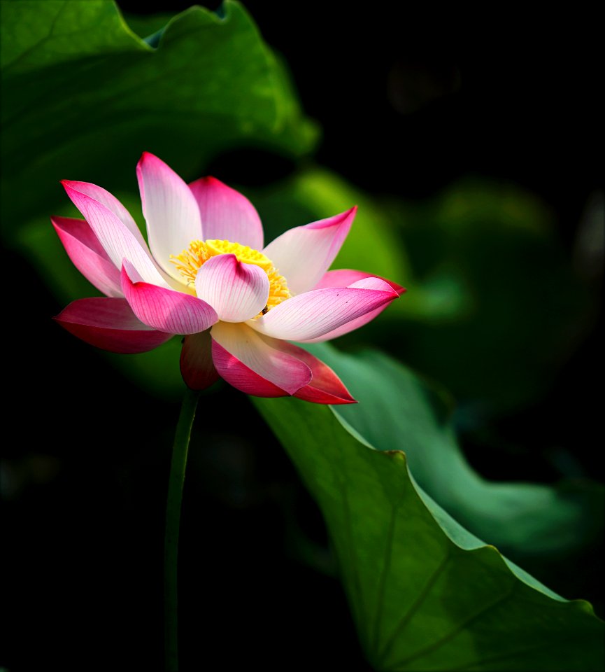 Shallow Focus Photo Of Pink And White Petaled Flower