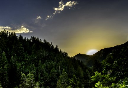 Forest Sunrise View