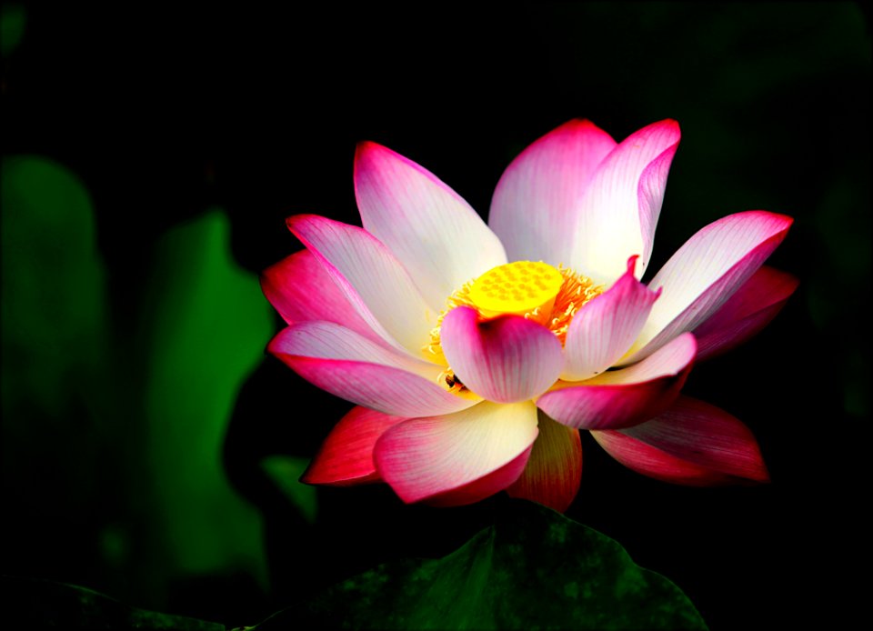Pink Lotus In Bloom Selective Focus Photo