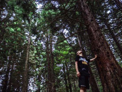 Man Looking At The Top Of Tree photo