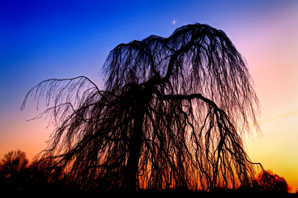 Silhouette Of Tree