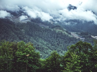 Photography Of Forest