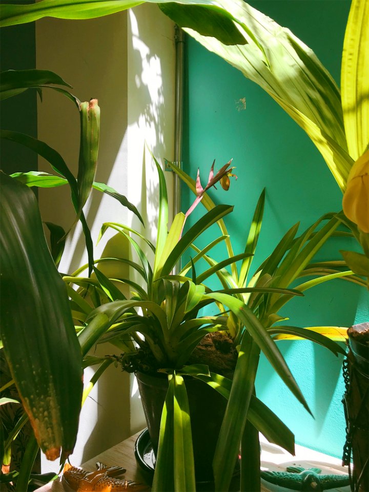 Potted Green Plant