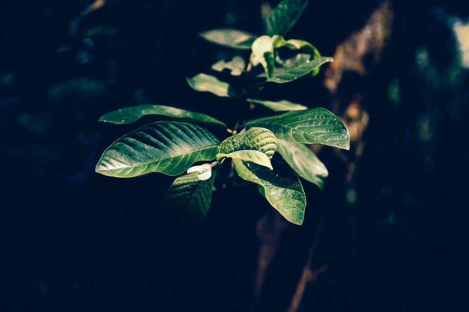 Selective Focus Photography Green Leaf Plant