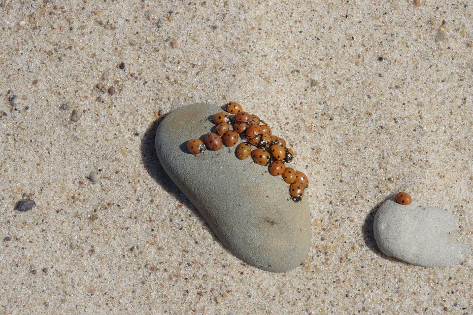Sand stones ladybug