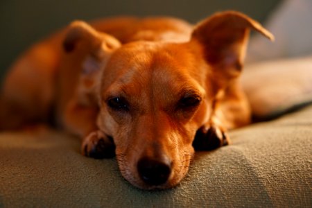 Adult Smooth Brown Dog Lying On Gray Bed Linen Close-up Photo photo