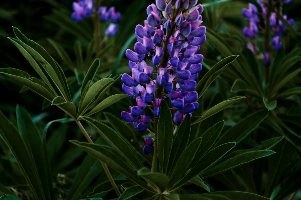 Close-Up Photography Of Purple Flower