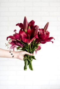 Person Holding Maroon Stargazer Flowers photo