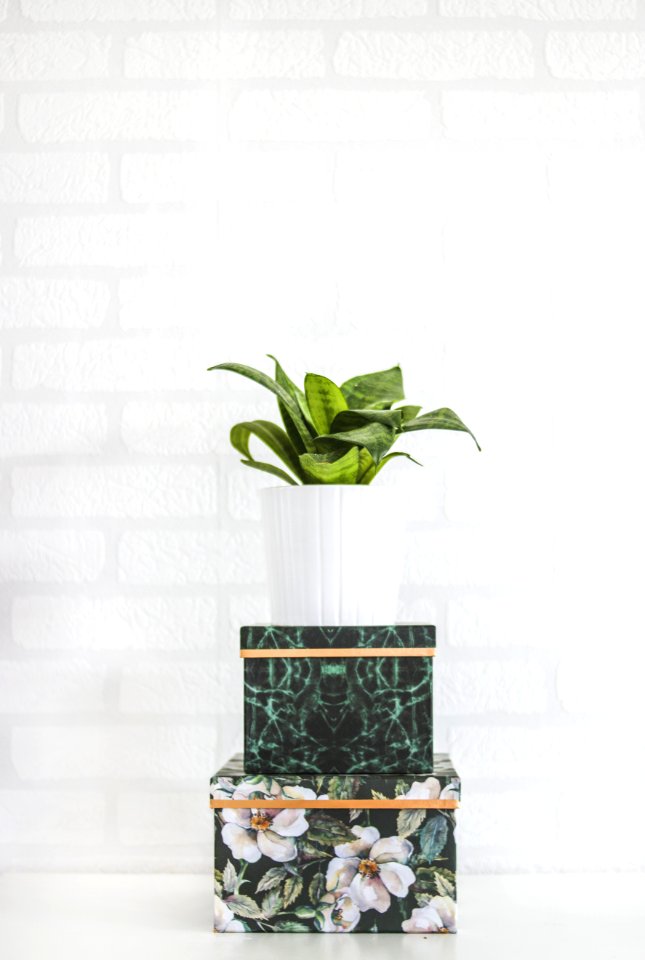 Potted Green Plant Near Wall