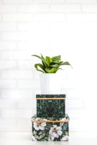 Potted Green Plant Near Wall photo