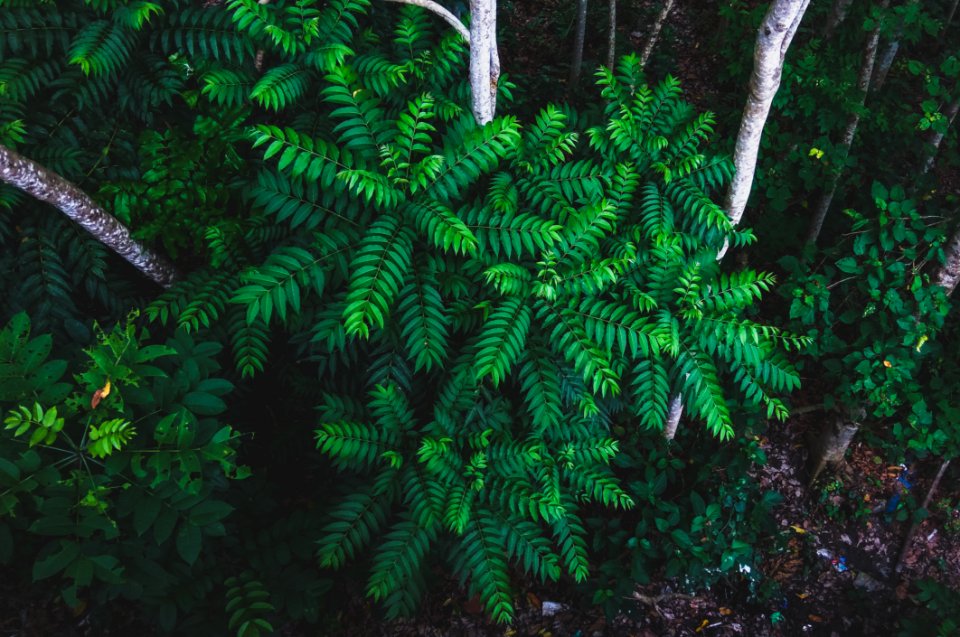 Photography Of Plants