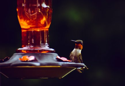 Selective Focus Photography Of Ruby-throated Hummingbird Perched On Bird Feeder photo