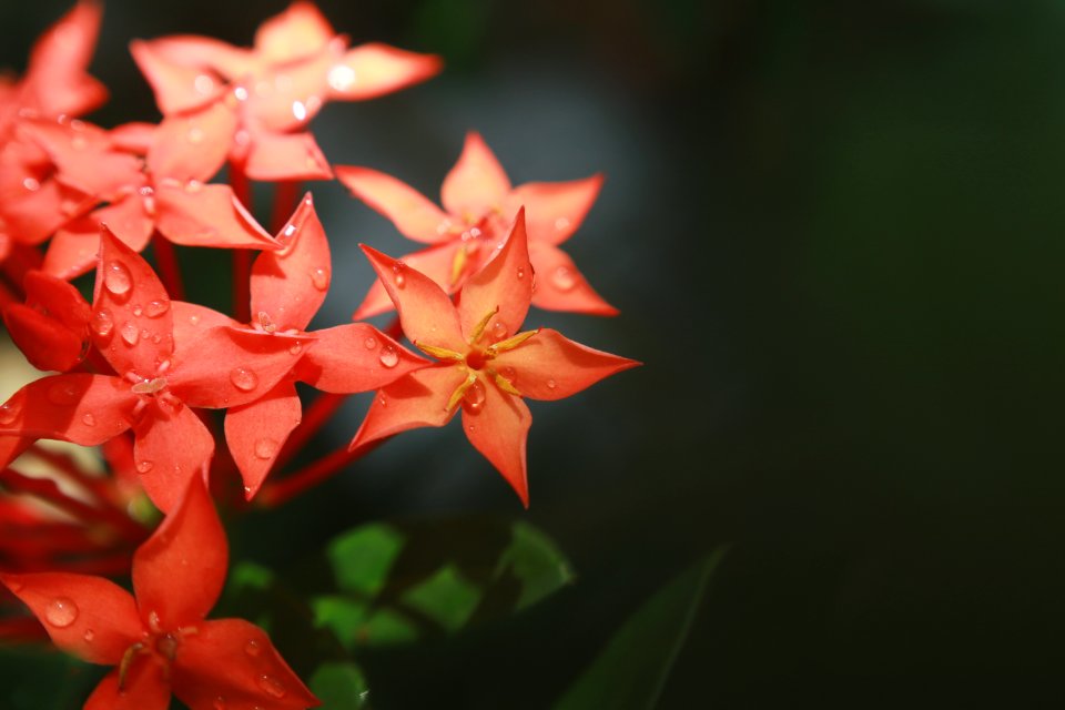 Macro Photography Of Red Flowers