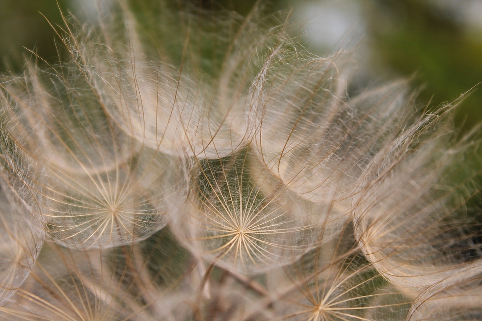 Summer plant faded